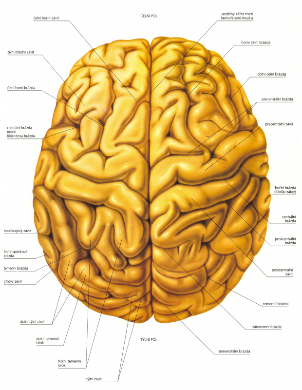 Mozek (pohled shora).png