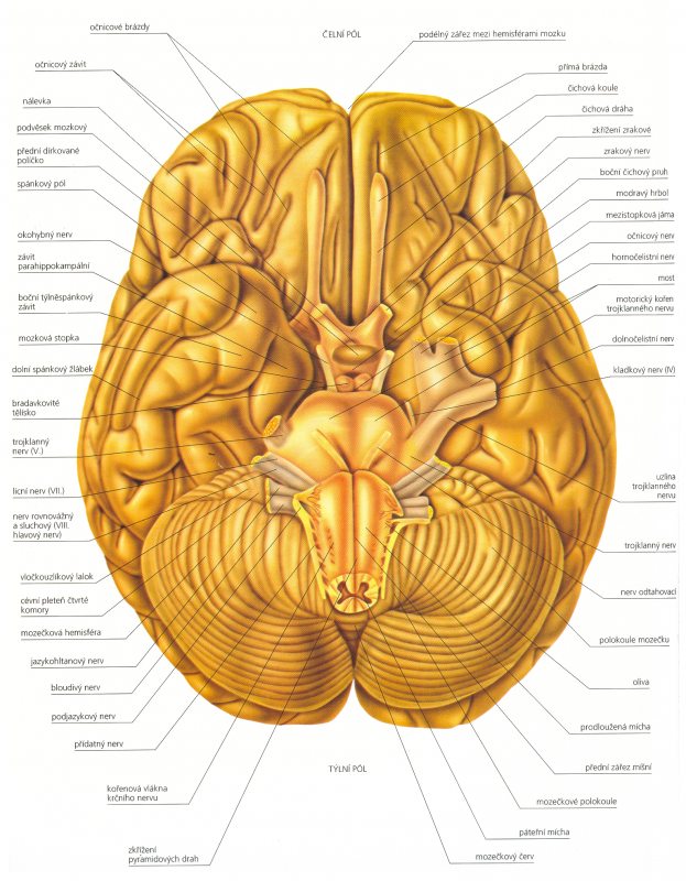Mozek (pohled zdola).png