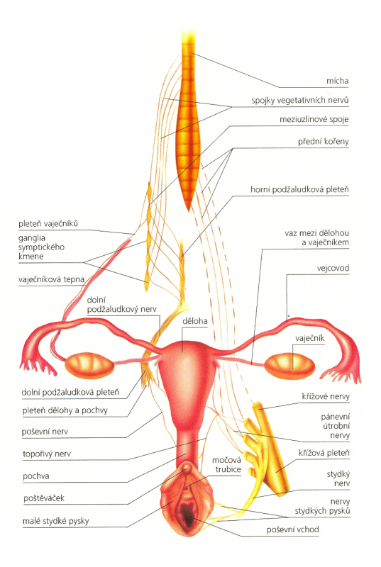 Inervace pohlavních orgánů - žena.png