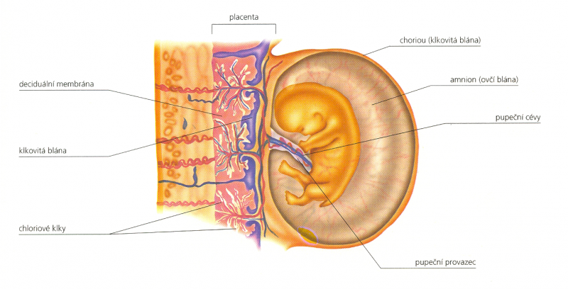 Placenta plod.png