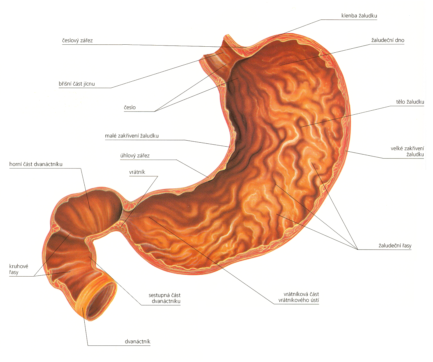 Желудок животных строение. Анатомическое строение однокамерного желудка. Строение желудка собаки анатомия. Желудок анатомия Синельников. Строение желудка привратник.