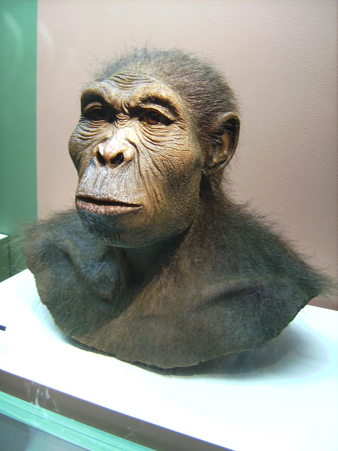 2. Homo habilis.jpg
