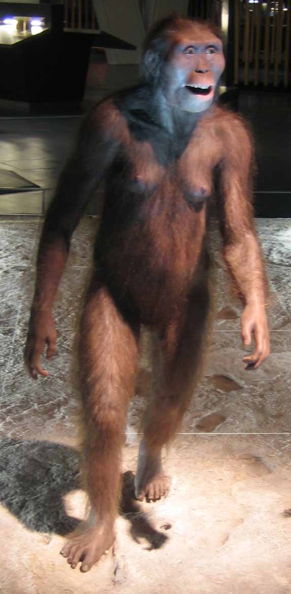 1. Australopithecus.jpg