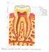 Třenový zub (schematický řez).png